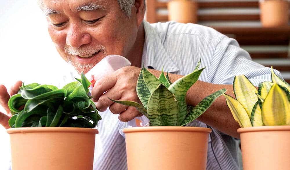 Senior man sprays water over small plant in pot
