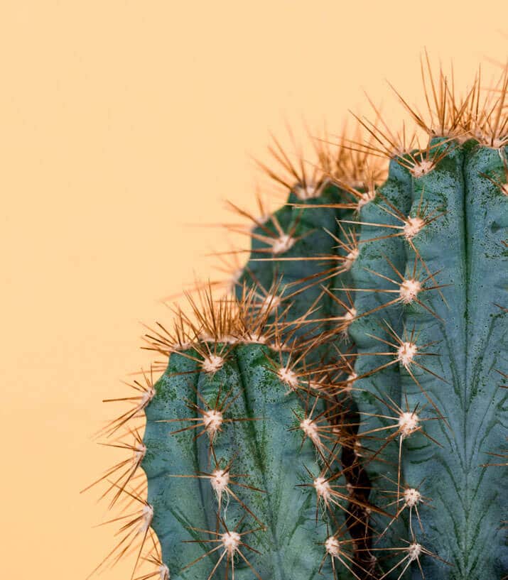 Thick thorny cactus plant in desert area near Apache Junction, Arizona